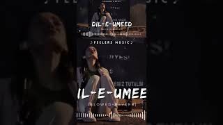 Dil E Umeed Tora Hai Kisi Ne  SlowedReverb  Feelers Music [upl. by Icnarf]