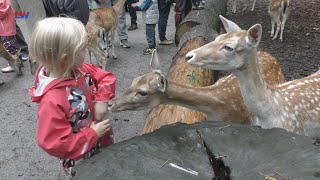 Finsterwalde Tierparkfest 2023  LAUSITZWELLE [upl. by Mazel]