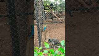 Mysore zoo part1 [upl. by Gunner]