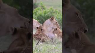 Rongai female lionesses cajoling their cubs Few drivers Said they are offsprings of Lorkulup [upl. by Ahsenhoj]