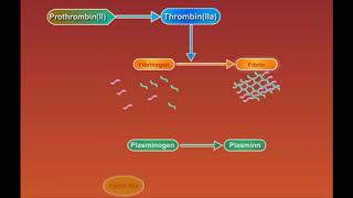 Fibrin Degradation animation video [upl. by Diella483]