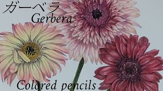 【ガーベラ】34 【色鉛筆画】三色のガーベラを描く  Drawing gerbera 【画材紹介】 [upl. by Asset]