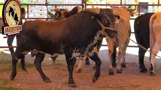 ¡¡EL PUBLICO QUEDO CONTENTO Rancho El Huizache En Tehuitzingo Puebla 2023 [upl. by Haskell928]