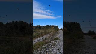 Abflug der Kormorane  Schwarzer Peter  Neuendorf auf der Insel Hiddensee  15102024 nature art [upl. by Aloel984]