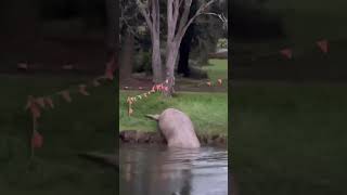 Giant Elephant Seal finds supper [upl. by Sheela]