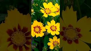 Calliopsis flower growing from seeds vegetablegarden shortsfeed youtubeshorts shorts [upl. by Lad]