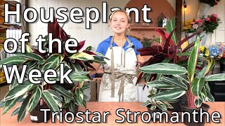 Triostar Stromanthe  Houseplant of the Week [upl. by Epoillac]