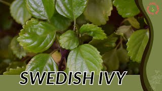 SWEDISH IVY Information and Growing Tips Plectranthus verticillatus [upl. by Leumhs]