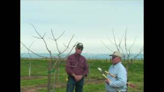 Pistachio Pruning amp Training  Years 3 to 5 [upl. by Kcirdnekal982]