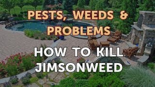 How to Kill Jimsonweed [upl. by Gabrila980]