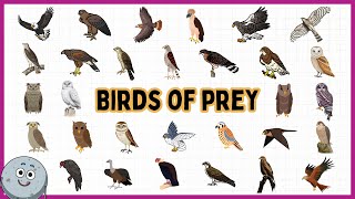 31 Birds of Prey Names for Kids  Learn About Eagles Hawks and Owls for Children [upl. by Fawnia]