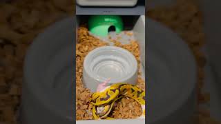 Python eating🐍🐍reptiles ballpython snakebites snakevideo python animals animalshorts [upl. by Lexie]