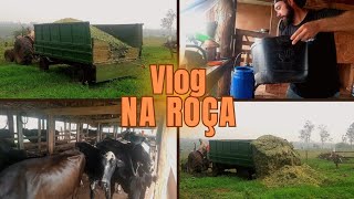 DIA DE PULVERIZAR O GADO E FAZER SILAGEM DA RAMA DE MANDIOCA OLHA QUE TOP 💚🤠🐄 [upl. by Bosson]