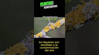 Sabes que son Plantas bioindicadoras agronomia [upl. by Pearce]