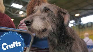 The Deerhound  Crufts Breed Information [upl. by Amaerd888]