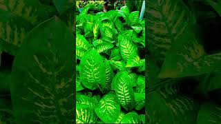 Happiness giving plant dieffenbachia plant indore plant good luck plant gardenning youtube [upl. by Birgit]