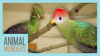 Our Turacos New Homes Training and More [upl. by Ojaras293]