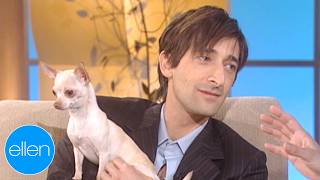 Adrien Brody’s Chihuahua Steals the Show [upl. by Ynamreg]