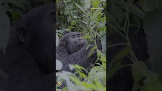 Gorilla Habituation experience all you need to know about gorilla habituation experience [upl. by Cindra]