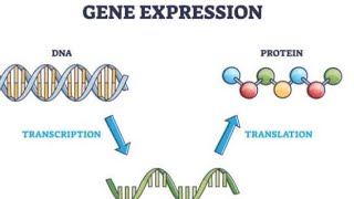 DNA transcriptionprotein synthesis [upl. by Bartholomeo]