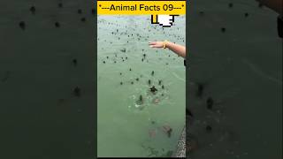 একটি কচ্ছপের জীবন রক্ষা mayajaalbangla shorts facts turtle bangla animals trending [upl. by Conan]