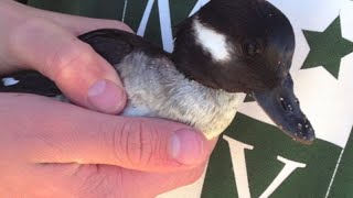 Peregrine Falcon gets a Bufflehead [upl. by Mccutcheon]