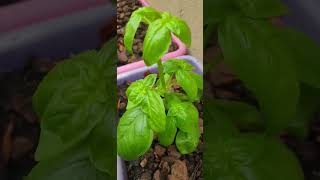 Did you know that pruning basil helps it grow fuller and improves the flavour [upl. by Kucik]