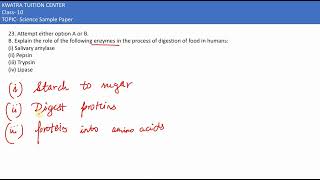 23 b Explain the role of the following enzymes in the process of digestion of food in humans [upl. by Eeralih]