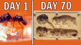 I Kept Ants For 70 Days This Happened [upl. by Ansela]