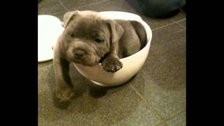 Blue english staffordshire bullterrier puppy [upl. by Janeen]