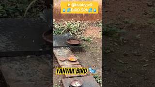 FANTAIL BIRD 🐦 fantail bird spa cleaning selfpampering enjoy funny rare shorts shortsfeed [upl. by Noid664]