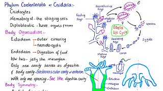 Phylum Coelenterata  phylum Cnidaria  General characteristics of phylum Cnidaria  class 11 [upl. by Trilby]