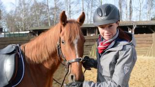 Junge Pferde anreiten Das erste Mal aufsteigen und reiten [upl. by Allecsirp]