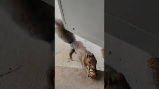 Brown Noser is BACK squirrel squirrelbuddies squirrelvideo squirrelfriend squirrelwatching [upl. by Seniag]