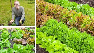 Growing Lettuce from Sowing to Harvest [upl. by Shanon]