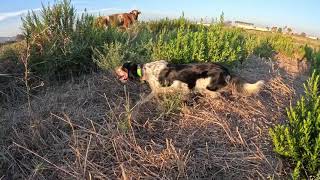 English Setter Trading with pheasants [upl. by Fritzie]