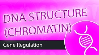 DNA Structure Chromatin [upl. by Yelram]