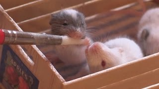 Cute Baby Mice daytime feeding [upl. by Akibma]