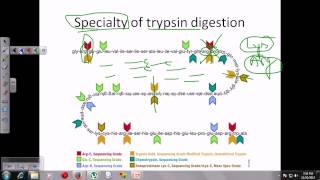 Trypsin digestion [upl. by Fechter]