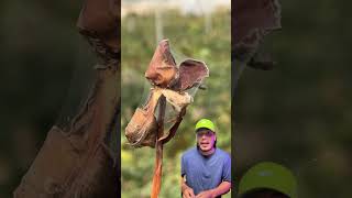 La araña roja seca tu rosal y afecta a todas tus plantas 🌿🕷️ jardinería plagas [upl. by Ynnij]