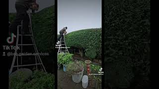 How do you trim conifers gardening gardentok gardeningtips garden nature conifers [upl. by Verger]