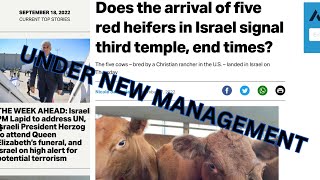 CANT MAKE THIS UP RED HEIFER SACRIFICE ON PASSOVER 2024 [upl. by Htiaf]