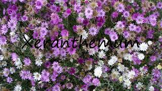 How to Pronounce Xeranthemum [upl. by Mihcaoj]