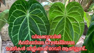 Anthurium Crystallinum plants for sale at low price anthurium plant care anthurium sale pot mix [upl. by Srevart]