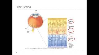 OSSM Neuro Chapter 9  Layers of the Retina [upl. by Omlesna]