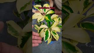 Schefflera Plant Care Tips [upl. by Ttevi783]