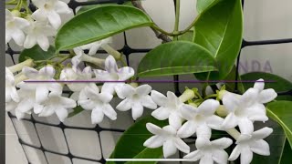 Madagascar Jasmine Planting amp Replanting Tips  Stephanotis floribunda Sweet Scented Flowers [upl. by Ninehc]