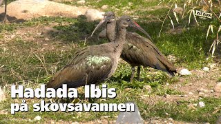 Hadada Ibis er flyttet ind i Skovsavanne volieren [upl. by Letty]