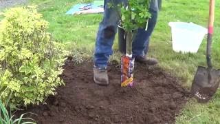 How to Plant a Deciduous ShadeOrnamental Tree [upl. by Kaia]