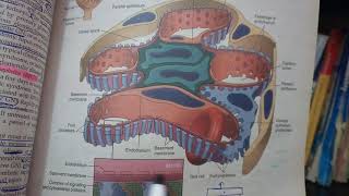 RENAL PATHOLOGY lecture 12a RAPIDLY PROGRESSIVE GLOMERULONEPHRITIS must watch to get it [upl. by Ikkiv]